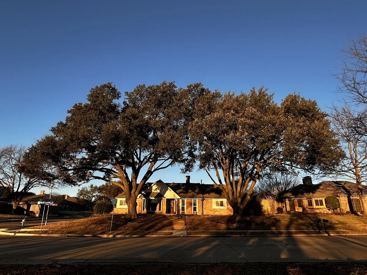 Established residential canopy tree shading a home in Oak Hill